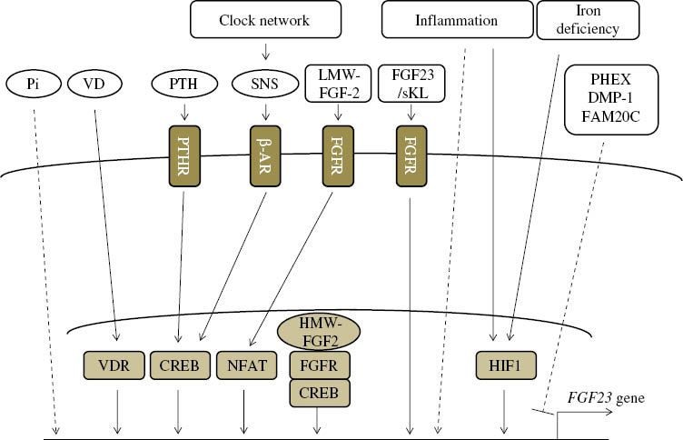 Figure 3: Regulation of FGF23 expression.The numerous factors regulating FGF23 transcription have been identified, but the underlying molecular cascades remain largely unknown. VD, 1,25(OH)2 vitamin D; PTH, parathyroid hormone; PTHR, PTH receptor; SNS, sympathetic nervous system; β-AR, beta adrenergic receptor; LMW-FGF2, low molecular weight; FGFR, FGF receptor; sKL, soluble Klotho; VDR, vitamin D receptor; CREB, cAMP response element binding protein; NFAT, nuclear factor of activated T-cells, HMW-FGF2, high molecular weight FGF2; HIF1, hypoxia inducible factor-1.