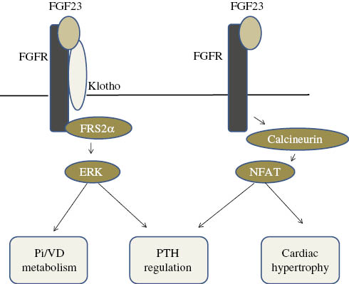 Figure 4: FGF23 signaling cascades.FGF23 activates its downstream signaling molecules including FRS2α and ERK in co-operation with Klotho, and this is involved in the regulation of mineral metabolism and PTH production. In the absence of Klotho, FGF23 may activate the calcineurin/NFAT signaling pathway, regulate PTH production, and induce cardiac hypertrophy; however, the mode of binding between FGFR and FGF23 in this scenario has not yet been determined. Pi, Inorganic phosphate; VD, vitamin D.
