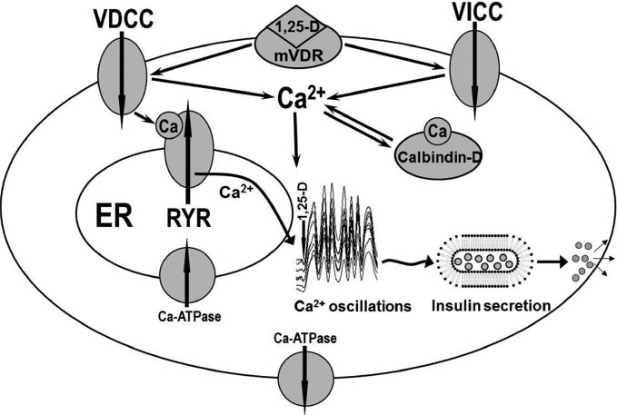 Figure 1: 1,25(OH)2D3 regulates intracellular Ca2+ and insulin secretion in pancreatic β-cells.This cartoon provides a schematic representation of the mechanisms and sites of action of 1,25(OH)2D3 in induction of the Ca2+ signal in and Ca2+-mediated insulin secretion from pancreatic β-cells. The cartoon is largely based on author’s studies employing in vitro models of insulin-secreting pancreatic β-cells. 1,25(OH)2D3 regulates Ca2+ entry from the extracellular space, Ca2+ mobilization from the intracellular stores, and intracellular Ca2+ buffering. Ca2+ enters the cell through both voltage-dependent Ca2+ channels (VDCCs; rapid, high permeability pathway) and voltage-insensitive Ca2+ channels (VICCs; slow, low permeability pathway). 1,25(OH)2D3 rapidly and in a concentration-dependent fashion triggers synchronous Ca2+ oscillations via activation of VDCCs and Ca2+ release via ryanodine receptors/Ca2+ release channels (RYRs). Ca2+ oscillations induce pulses of insulin secretion by exocytosis. The plasma membrane and ER ATP-ases restore the resting [Ca2+]i in the cell. Vitamin D receptors (VDRs) are expressed in pancreatic β-cells; they can be found associated with the plasma membrane and the ER membrane as well as in the nuclear and cytosolic compartments. Pancreatic β-cells resist induction of apoptosis with 1,25(OH)2D3 due to their high cytosolic Ca2+ buffering capacity, non-sustained nature of the 1,25(OH)2D3-induced increase in [Ca2+]i(Ca2+ oscillations) and, probably, a partial lack of the Ca2+-dependent apoptotic machinery (e.g. caspase-12).