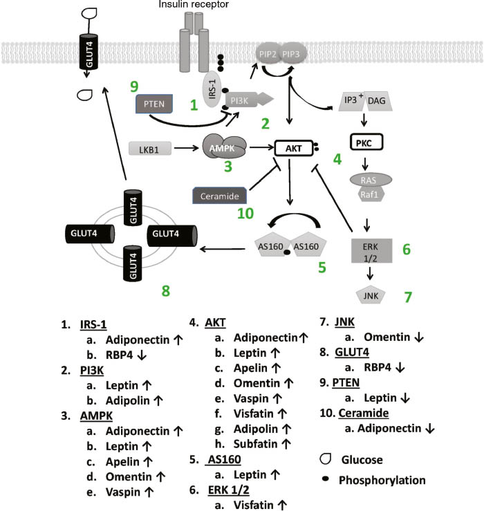 Figure 1: Adipokines and the insulin-signaling pathway.Adipokines that are demonstrated to directly alter the insulin-signaling pathway. This is a simplified depiction of the insulin-signaling pathway that includes specific steps modulated by adipokines. The depiction is limited to what occurs under standard conditions. Certain steps, such as increases in AMPK or enhanced AKT phosphorylation, are increased by numerous adipokines. Arrows next to adipokine name indicates if process is increased or decreased by that particular factor. During obesity insulin resistance occurs because beneficial adipokines are either decreased or become inefficient by way of resistance, degradation or conversion to an inactive form.