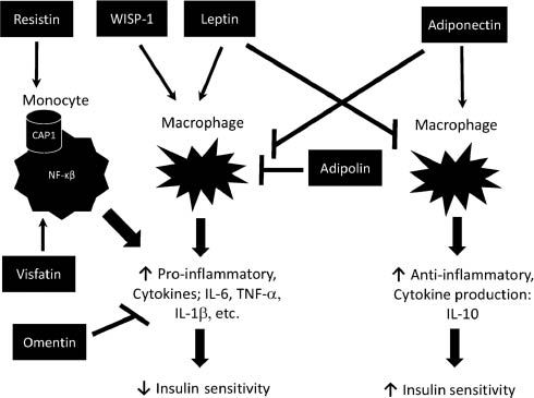 Figure 2: Adipokines, inflammation and insulin sensitivity.Inflammation is described to be the fundamental link between obesity and the development of type 2 diabetes. Insulin sensitivity is influenced by the balance between pro- and anti-inflammatory cytokines. Certain adipokines alter insulin sensitivity indirectly by interactions with adipose depot immune cells such as monocytes and macrophages. Leptin, resistin, WISP-1 and visfatin induce pro-inflammatory immune cell types, whereas adiponectin prompts immune cells to secrete anti-inflammatory cytokines. Omentin and adipolin are demonstrated to inhibit production of harmful cytokines from pro-inflammatory cells.