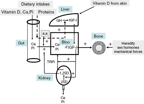 Figure 1: Role of dietary protein on Ca-Pi economy and bone health.The hepatic production of insulin-like growth factor-I (IGF-I), which is under the positive influence of the growth hormone (GH), is also stimulated by amino acids (a.a.). IGF-I exerts a direct action on bone anabolism. In addition, at the kidney level, IGF-I increases both 1,25,dihydroxyvitamin D (1,25D) formation from 25-hydroxyvitamin D (25D) and the tubular reabsorption (TR) of Pi. By this dual renal action, IGF-I favors a positive balance of calcium and Pi. Moreover, a.a. can directly stimulate the intestinal absorption of calcium that can account for the increased urinary calcium excretion observed with high protein diet. 25D is formed in the liver from vitamin D, which is supplied from both dietary and cutaneous sources. Figure reproduced from reference [32].