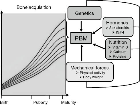 Figure 2: Determinants of bone mass and strength development from birth to maturity.In healthy human subjects, four main determinants – genetics, hormones, nutrition, and mechanical forces – influence bone mass and strength from birth to the end of the second decade. At this time maximal value, the so-called peak bone mass (PBM) is virtually attained. As depicted on the right, these four factors are interconnected; for instance, an increased protein intake enhances the positive impact of physical activity on bone growth. The curves of the diagram on the left illustrate the wide range of individual PBM values that can be assessed at maturity among young healthy subjects of both genders. The genetically predetermined trajectory can be modified by environmental factors, particularly nutrition and physical activity. Figure reproduced from reference [32].