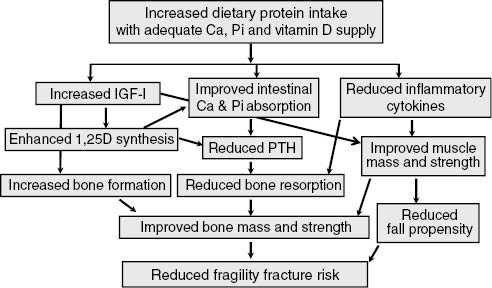 Figure 6: Positive influence of protein intake on bone and skeletal muscle health in elderly.With aging, the impact of dietary protein on both bone and skeletal muscle anabolism plays an important role in the prevention of osteoporosis and sarcopenia. Dietary protein with calcium and vitamin D contribute to attenuate both age-dependent bone loss and the propensity to fall, thereby reducing the risk of fragility fracture. Figure reproduced from reference [32].