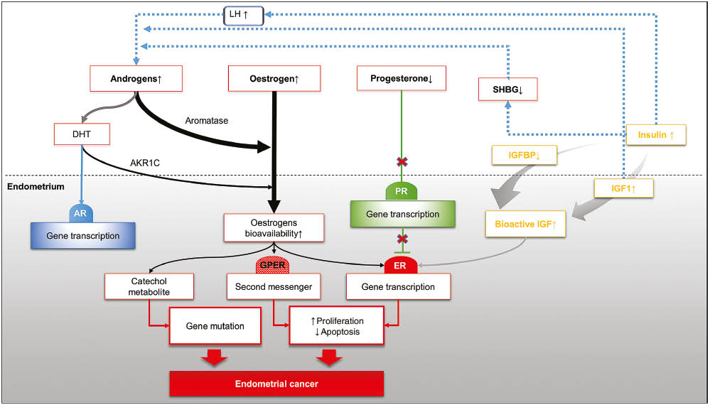 Figure 2: Different hormonal and metabolic pathways associated with disturbed steroid hormones homeostasis in favour of oestrogen pro-oncogenic pathway.The figure illustrates how the aberrations associated with three major ovarian hormones, oestrogen, progesterone and androgens are involved in endometrial carcinogenesis.AKR1C, aldoketoreductase1C; DHT, dihydrotestosterone; GPER, G protein coupled oestrogen receptor; IGF-1, insulin-like growth factor 1; IGFBP, insulin-like growth factor binding protein; LH, luteinising hormone; SHBG, sex hormone binding protein.