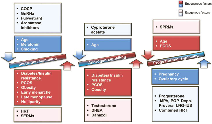 Figure 3: Endogenous and exogenous factors that affect steroid hormone signalling and contribute to endometrial carcinogenesis in the human endometrium.COCP, combined oral contraceptive pills; DHEA, dehydroepiandrosterone; GnRHa, gonadotrophic-releasing hormone analogues; HRT, hormone replacement therapy; LNG-IUS, levonorgestrel-releasing intrauterine system; MPA, medroxyprogesterone acetate; PCOS, polycystic ovarian syndrome; POP, progestogen only pills; SREMs, selective oestrogen receptor modulators; SPRMS, selective progesterone receptor modulators.