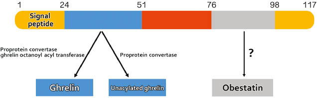 Figure 1: Proghrelin structure and derived peptides.Preproghrelin is first produced as an 117-polypeptide precursor. During its synthesis or post-translationaly, an octanoic acid moiety is added to the third serine of the ghrelin peptide and the precursor is processed by PCSK1 to release the 28-amino-acid ghrelin peptide. Acylated ghrelin (active form) can become deacylated (inactive form). A third putative hormone, obestatin, may also be produced from the proghrelin precursor.