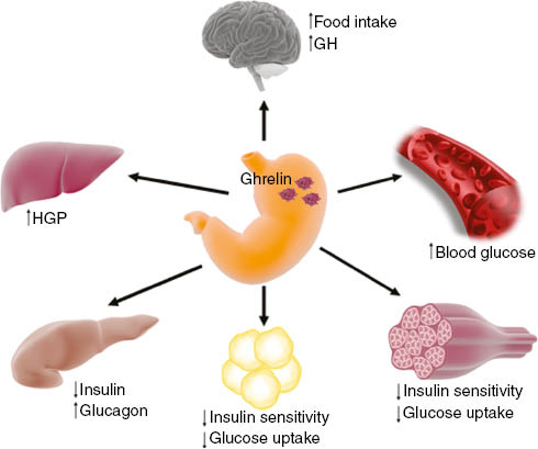 Figure 2: The effect of ghrelin on insulin secretion and glucose homeostasis.Ghrelin is secreted by distinct stomach endocrine cells named X/A cells to act on the brain to increase food intake and growth hormone (GH) secretion. Ghrelin directly acts on pancreatic α- and β-cells to stimulate glucagon secretion and to inhibit glucose-induced insulin release, respectively. Ghrelin also increases hepatic glucose production (HGP) and decreases glucose uptake and insulin sensitivity in skeletal muscle and adipose tissue, leading to increased blood glucose.