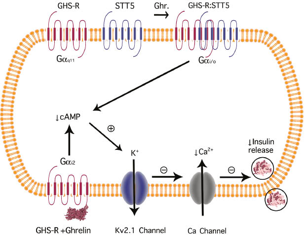 Figure 3: GHSR signaling in the pancreatic β-cell.In pancreatic β-cells, the ghrelin receptor (GHSR) and the somatostatin receptor (SST5) form a heterodimer when the (ghrelin)/(somatostatin) ratio is high. Ghrelin then activates Gα(i/o)-dependent pathway decreasing cAMP accumulation. Decreased cAMP level enhances Kv2.1 channel conductance, which decreases [Ca2+]i.. This pathway results in attenuation of glucose-stimulating insulin secretion.