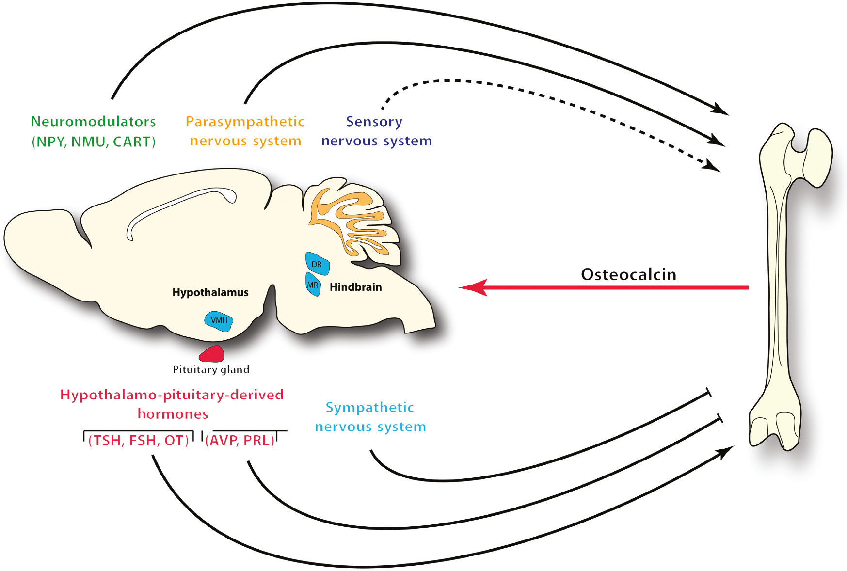 Figure 1: The central regulation of the bone physiology relies.The central regulation of the bone physiology relies on multiple nervous system and neuronal players.The autonomous nervous system [composed by the sympathetic (SNS) and parasympathetic nervous system (PNS)], the sensory nervous system, some hypothalamo-pituitary-derived hormones [thyroid stimulating hormone (TSH), follicle stimulating hormone (FSH), oxytocin (OT), prolactin (PRL) and arginine-vasopressin (AVP)] and other brain-derived molecules, such as the cocaine amphetamine regulated transcript (CART), the neuromedin U (NMU) and the neuropeptide Y (NPY).