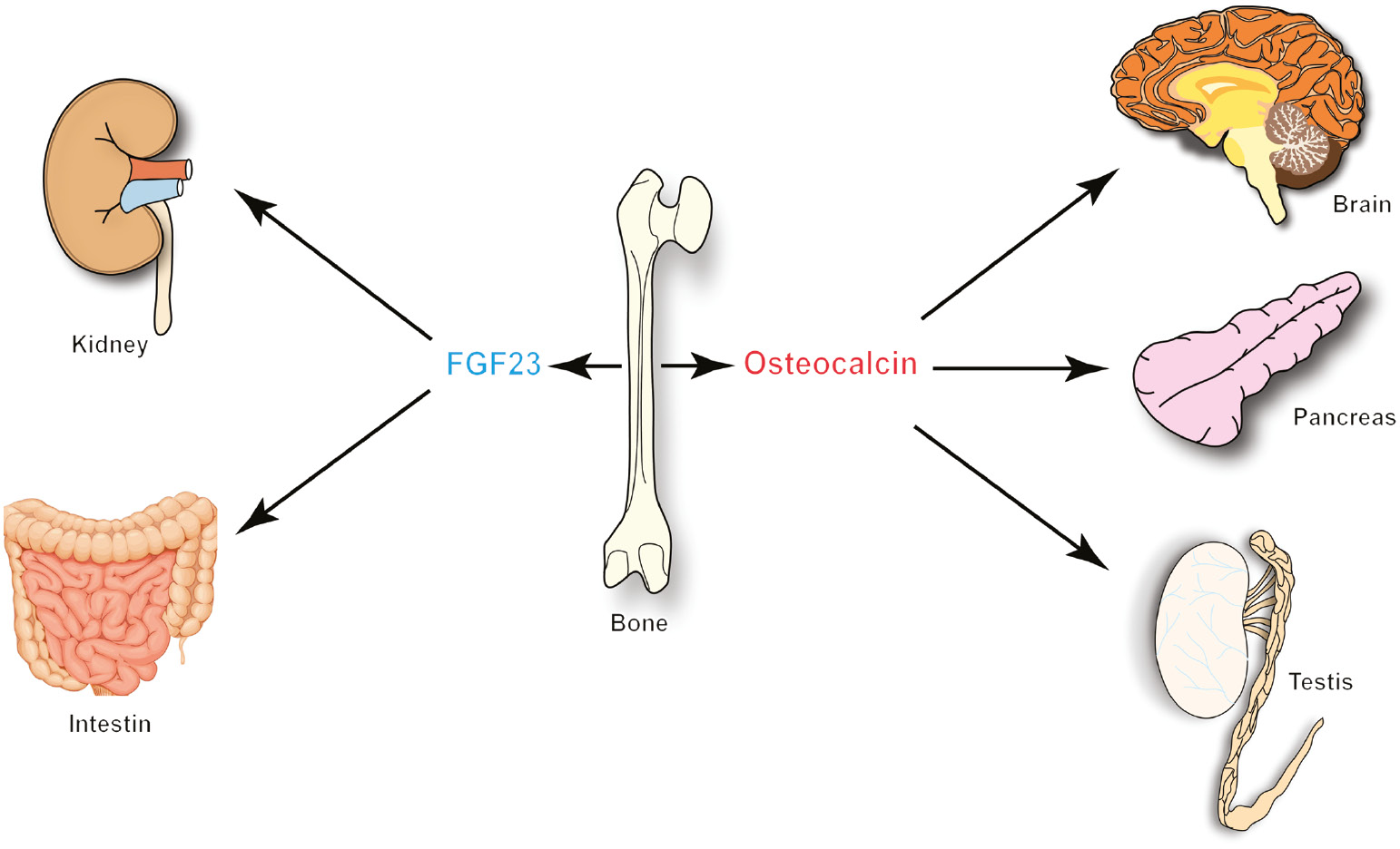 Figure 2: Bone is an endocrine organ.The demonstration that the skeleton secretes at least two molecules in the bloodstream that will influence functions of other organs has considerably increased the physiological importance of the bone. Through the secretion of FGF23, bone influences the phosphocalcic metabolism by inhibiting renal and gut phosphate reabsorption. Second, via the secretion of osteocalcin (Ocn), bone promotes pancreatic β-cells proliferation, glucose homeostasis, enhances energy expenditure and prevents the appearance of glucose intolerance induced by high fat diet. Moreover, it also enhances testosterone biosynthesis in Leydig cells of the testis and thereby favors male fertility. Lastly, it was shown recently that Ocn may also influence brain development and functions.