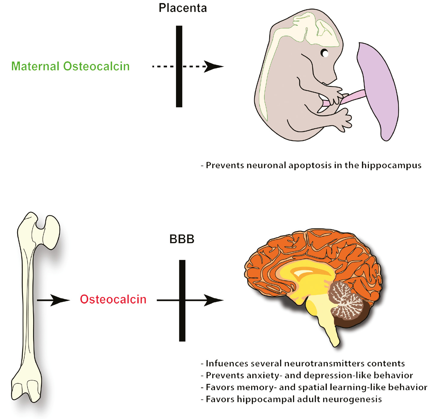 Figure 3: Embryonic and postnatal influence of Ocn on brain.Mother-derived osteocalcin crosses the placental barrier from E14.5 until birth and influences brain development by preventing neuronal apoptosis. This action is essential to maintain spatial learning and memory-like behavior functions of the offspring. Postnatally, bone-derived Ocn crosses the BBB and influences the production of several neurotransmitters: serotonin, dopamine, norepinephrine and GABA, prevents anxiety- and depression-like behavior, favors memory-related functions, and enhances adult hippocampal neurogenesis (AHN).