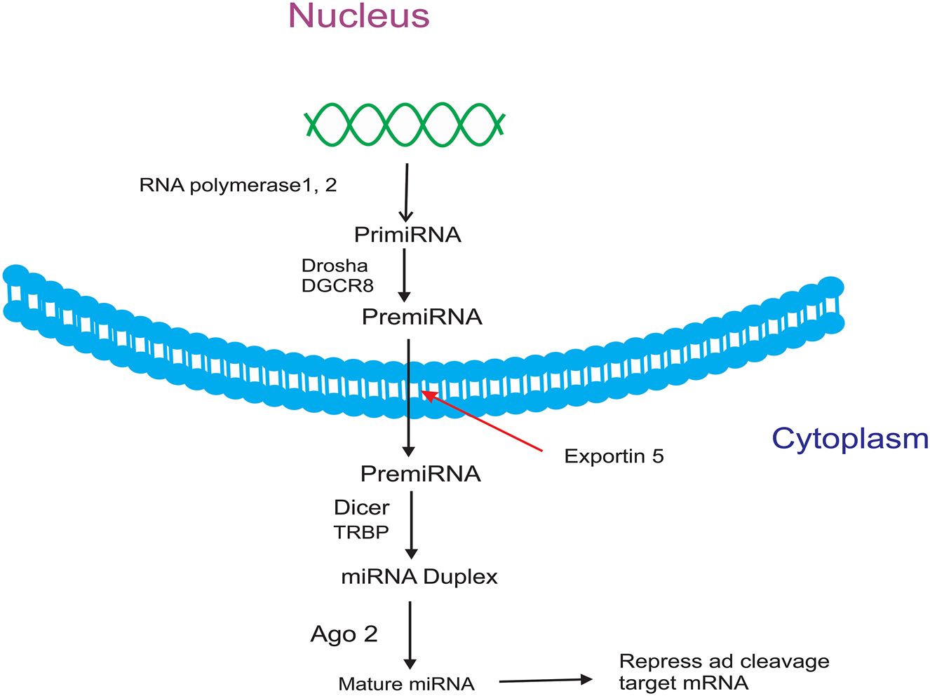 Figure 1: 
miRNA biosynthesis.
