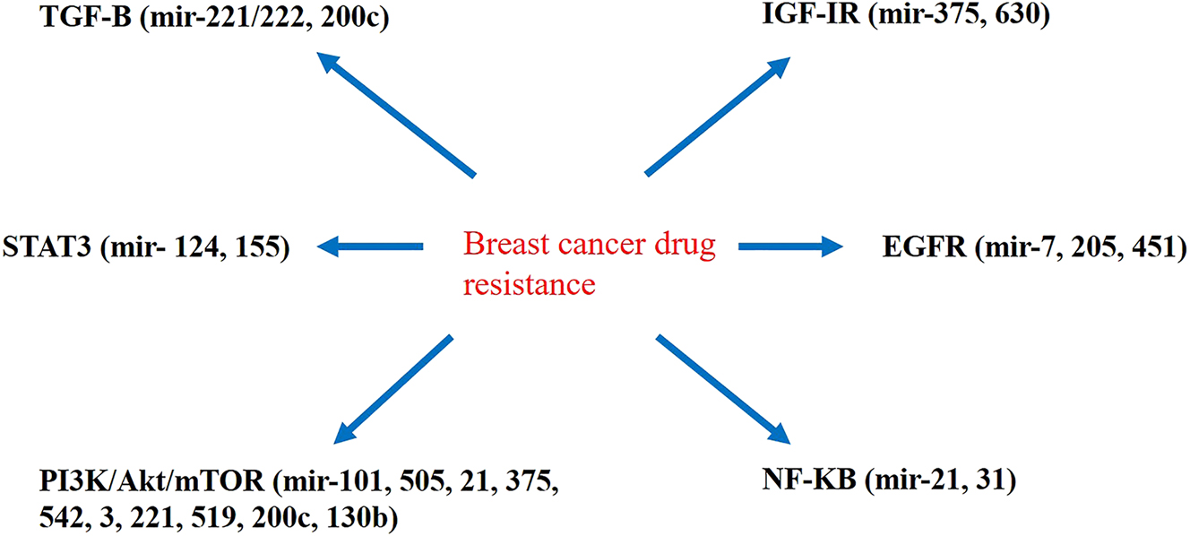 Figure 2: 
The interference of miRNAs with signaling pathways associated with drug resistance in breast cancer cells.
