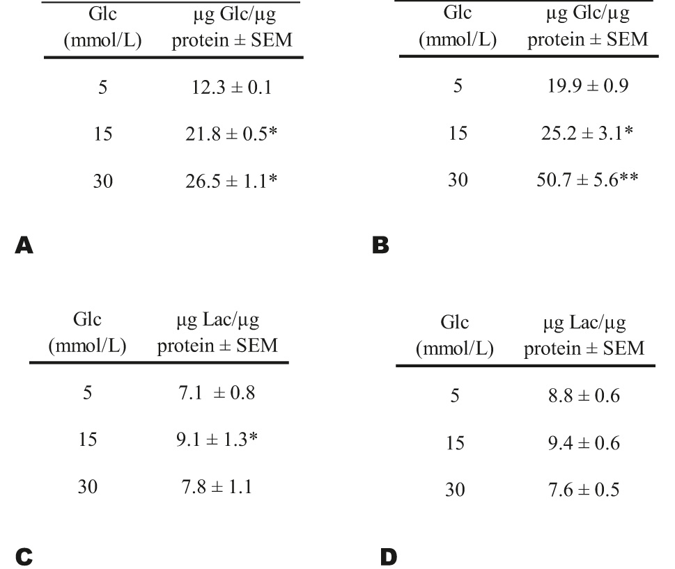 Figure 3: 
Glucose (Glc) consumption was evaluated using the culture medium of HUVECs with (A, n=20) or without FH-DM2 (B, n=20). Lactate levels (Lac) in culture medium of HUVECs with (C) or without (D) FH-DM2 after 48 h of culture. Results were normalized and expressed as micrograms of glucose or lactate per microgram of protein: µg Glc/µg protein ± SEM; or μg Lac/μg protein ± SEM. *p<0.05 and **p<0.01 vs. 5 mM of glucose.
