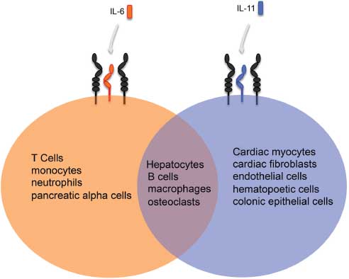 たかはし Frontiers | From death to birth: how osteocyte death