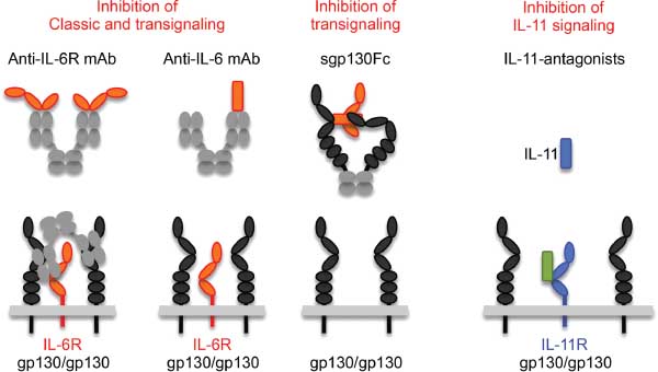 たかはし Frontiers | From death to birth: how osteocyte death