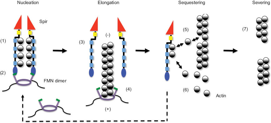 Figure 2 Model of Spir/FMN function in actin organization.Spir proteins and Fmn-2 cooperate in mouse oocytes in the organization of a cytoplasmic actin meshwork. In vitro actin polymerization studies and structural data describe a cooperative function of Spir and FMN proteins in filament nucleation, a function of the formin in filament elongation, and a function of Spir proteins in sequestering of actin monomers and actin filament severing. Electron microscopy, SAXS, and crystallographic data support that the Spir WH2 domain cluster forms a stable longitudinal-like complex with actin loosely positioned along the stretch of WH2 repeats (1). Analytical ultracentrifugation experiments showing that a C-terminal Capu dimer binds two KIND domains (2:2 complex) indicate that Spir and Fmn proteins form a heterotetrameric complex. Experimental findings showing that dimerization of several FYVE domains is required for membrane binding let us speculate that also the Spir-FYVE domain oligomerizes when bound to membranes (2). The release of Spir from the emerging filament is supported by data showing that Spir did not cosediment with actin filaments from the steady-state phase of an in vitro actin nucleation assay (3). Considering the function of formin proteins in filament elongation, a model has been proposed that the Spir formin complex dissociates following nucleation (4). This, however, still lacks experimental confirmation. Single-molecule TIRF microscopy imaging recently showed a dissociation of the APC/mDia1 complex following nucleation in in vitro actin polymerization assays. The WH2 cluster of Spir was shown to sequester actin monomers (5 and 6) and sever actin filaments (7). Experiments showing that a single Spir WH2 domain can server actin filaments suggested that the WH2 domain can remove an actin monomer from an F-actin filament; consequently, the filament will break at this position (5 and 7). The pointed (-) and barbed (+) ends of the actin filament are indicated.