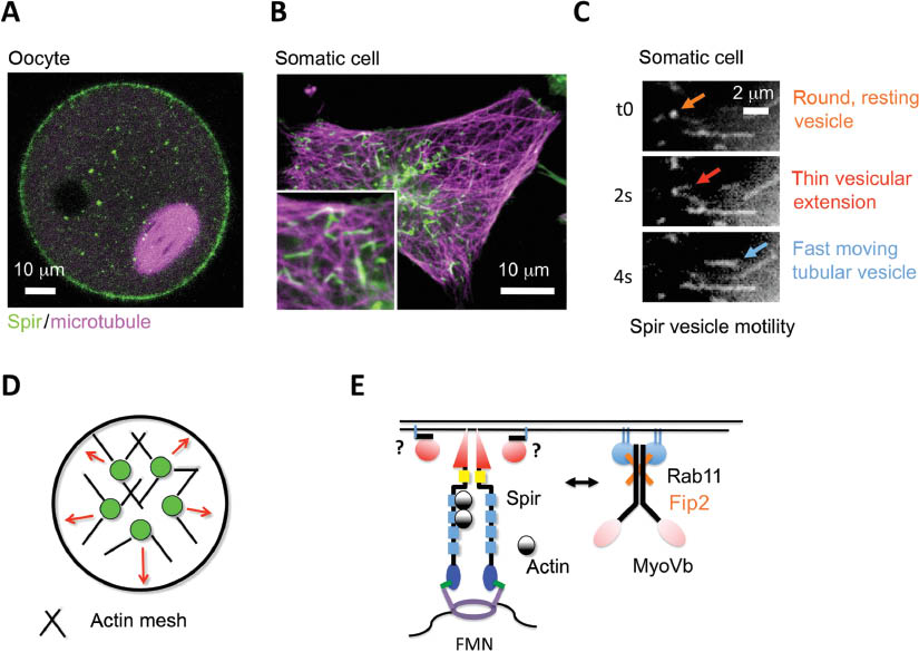Figure 3 Spir/FMN and Rab11/myosin Vb cooperation in the regulation of vesicle transport processes.(A) Spir-2 protein has a vesicular localization in a mouse oocyte. Spir-2 localization was monitored by transgenic expression of a GFP-Spir-2 protein. The metaphase spindle has been visualized by the transgenic expression of the MAP4-mCherry microtubule-binding protein (the picture has been provided by Melina Schuh, University of Cambridge, Cambridge, UK). (B) Spir-2 localization in somatic HeLa cells has been analyzed by transgenic expression of a C-terminal EGFP-Spir-2 protein and the microtubule-binding protein mRuby-MAP2c to visualize the microtubule network. Tubular Spir-2 vesicles align with the microtubule tracks, whereas round Spir-2 vesicles are detached from the microtubule tracks. (C) C-terminal EGFP-Spir-2 protein has been transiently expressed in HeLa cells and the vesicle motility has been monitored by live cell fluorescent imaging. Three pictures of a time-lapse experiment are shown [start (t0), 2 seconds (2s), and 4 seconds (4s)]. A round resting Spir-2 vesicle is shown (orange arrow), which forms a thin tubular extension (red arrow) and subsequently elongates into a tubular vesicle (light blue arrow) that moves with a velocity of up to 2 mm/s. (D) Spir/FMN complex nucleates actin filaments at vesicle membranes that mediate a myosin Vb motor protein-dependent long-range vesicle transport to the oocyte cortex. (E) Spir/FMN actin nucleator complex and the actin motor protein myosin Vb, which is targeted to vesicle membranes by the interaction with the small G protein Rab11 and adaptor protein FIP2, are functionally related.