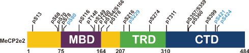 Figure 1 Representation of domains and putative MeCP2 phosphorylation sites of murine MeCP2e2.CTD, C-terminal domain; MBD, methyl-CpG binding domain; TRD, transcriptional repressor domain. Discussed phosphorylation sites are marked in blue.