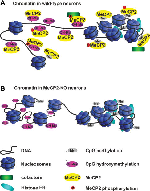 Figure 2 Schematic representation of MeCP2 binding to neuronal chromatin.A) Methylation of cytosine residues is highly abundant on heterochromatin, the compact chromatin structure. MeCP2 binding to 5mC induces conformational changes in a nucleosome similar to the histone H1, resulting in transcriptional repression. MeCP2 bound to hydroxymethylated residues in less compact euchromatin is probably associated with active gene transcription. B) Loss of MeCP2 leads to a compensatory increase in H1 expression and binding to heterochromatic structures and compaction of usually more accessible euchromatin. It is not yet clear how MeCP2 binding to methylated or hydroxymethylated cytosine residues is influenced by MeCP2 phosphorylation.