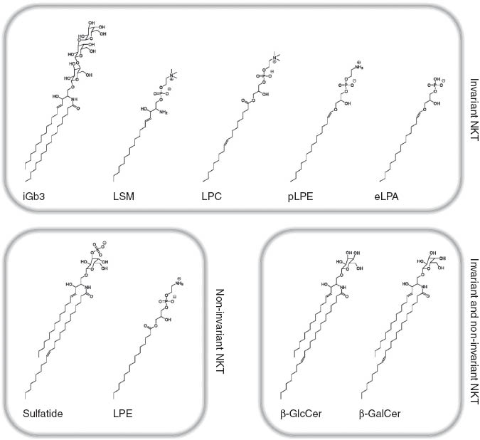 Figure 1 Self-antigens involved in the activation of invariant and non-invariant NKT cells.