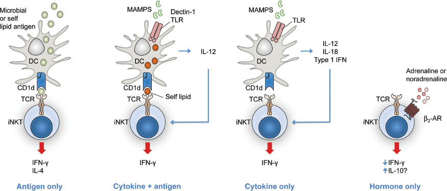 Figure 3 Direct and indirect mechanisms of iNKT cell activation or modulation.β2-AR, β2-adrenergic receptor; DC, dendritic cell.