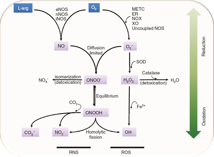 Figure 1 
          Molecular pathways of RNS and ROS generation.
          Nitric oxide (NO.) is formed from l-arginine and molecular oxygen (O2) by the activity of various isoforms of NO synthase (endothelial, neuronal, and inducible NOS). The superoxide radical (O2.-) is formed during cellular metabolism in the mitochondrial electron transport chain (METC) and in the ER, or as a product of the enzymatic activities of NADPH oxidase (NOX), xanthine oxidase (XO), and uncoupled NOS. O2.- is dismutated by superoxide dismutase (SOD) enzymes to hydrogen peroxide (H2O2), which can either be detoxified to water by catalase or be converted to the hydroxyl radical (OH.) in the presence of metal (iron-mediated Fenton reaction). NO. and O2.- spontaneously and rapidly react to form the strong oxidant peroxynitrite (ONOO-). ONOO- can be detoxified by isomerization to nitrate (NO3-), or may form secondary radicals through homolytic fission (rupture of a covalent bond) or through reaction with carbon dioxide (CO2) of its conjugated acid peroxynitrous acid (ONOOH), yielding the carbonate radical (CO3.-), the nitrogen dioxide radical (NO2.-) or the OH. radical.
        