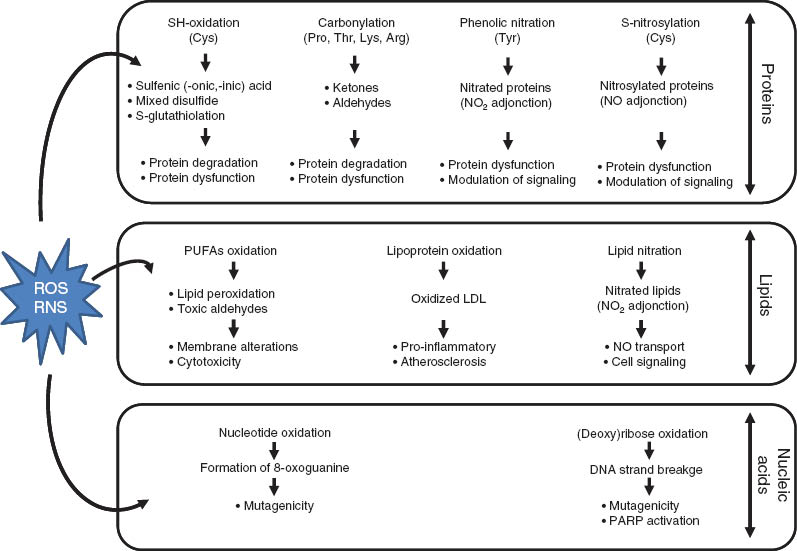 Figure 2 
            Major molecular targets and biological consequences of oxidative stress.
            ROS/RNS attack proteins, lipids, and nucleic acids, promoting various molecular modifications responsible for disturbed biological functions. Abbreviations: Cys, cysteine; Pro, proline; Thr, threonine; Lys, lysine; Tyr, tyrosine; PUFAs, poly-unsaturated fatty acids; LDL, low-density lipoproteins; PARP, poly(ADP-ribose) polymerase.
          