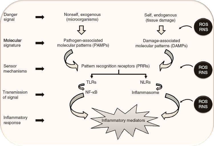 Figure 3 
          Molecular mechanisms of innate immune response.
          The presence of danger signals (either exogenous or endogenous) alert the immune system through PRRs belonging to the Toll-like (TLRs) and the NOD-like (NLRs) families, triggering intracellular signaling through the transcription factor NF-κB and the molecular platform termed the inflammasome, fostering the production of multiple inflammatory mediators. Oxidative stress affects these processes at several levels, including the release of danger molecules, their sensing by PRRs, and their downstream signal transduction systems.
        