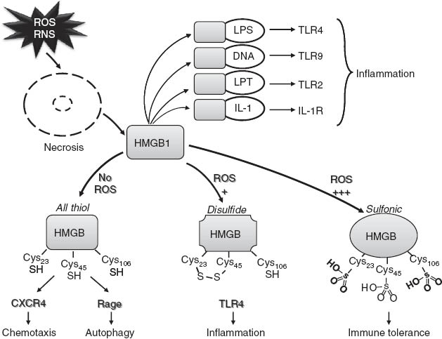 Figure 4 
            Role of oxidative stress on the biology of HMGB1.
            Excess ROS/RNS promote cell necrosis, leading to the passive release of intracellular HMGB1 into the extracellular milieu. HMGB1 can interact with multiple molecules, including LPS, DNA, lipoteichoic acid (LPT), and IL-1, to elicit inflammatory responses through distinct TLRs. Alternatively, HMGB1 can undergo various cysteine modifications depending on the local concentrations of oxidants. In the absence of ROS, HMGB1 is in the all thiol conformation, owing to reduced forms of Cys23, Cys45, and Cys106. All thiol HMGB1 interacts with the receptor for advanced glycation end-product (RAGE) to promote autophagic responses, and with the chemokine receptor CXCR4, triggering chemotactic responses. In the presence of increasing amounts of ROS, HMGB1 occurs either in the disulfide conformation (oxidation of Cys23 and Cys45), which targets TLR4 to initiate inflammatory responses, or in the fully oxidized conformation, due to oxidation to sulfonic acid of its three redox active cysteines. This latter form cannot activate inflammatory cells and thus promotes immune tolerance.
          