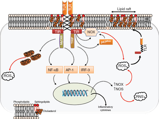 Figure 5 
              Interactions between oxidative stress and Toll-like receptors.
              TLRs form active dimers within specific lipid rafts containing various amounts of phospholipids, cholesterol, and sphingolipids in the cell membrane. The extracellular domain connects through a transmembrane domain to the cytoplasmic TIR domain, which interacts with adaptor molecules such as MyD88 and TRIF to activate downstream signaling through NF-κB, AP-1, and interferon-regulatory factor-3 (IRF-3). Consequently, the expression of inflammatory mediators is upregulated, comprising notably pro-oxidant enzymes such as NOX and iNOS, producing high levels of ROS. TLR engagement also facilitates the generation of ROS within mitochondria, and promotes activation of NOX through direct interaction at the cell membrane or through enhanced phosphorylation of its p47phox subunit within the cytoplasm. The resulting increase in intracellular ROS favor the mobilization and dimerization of TLRs within lipid rafts, creating a cycle of progressive amplification of the TLR response.
            