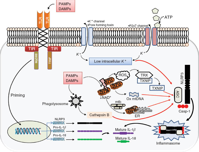 Figure 6 
              Role of oxidative stress on the process of NLRP3 activation.
              The activation of TLRs by pathogen- or damage-associated molecular patterns (PAMPs, DAMPs) results in an increased expression of NLRP3, pro-IL-1β, and pro-IL-18 (priming stage). Activation of NLRP3 occurs through three distinct mechanisms: (A) K+ efflux in response to the opening of K+ channels, the presence of bacterial pore-forming toxins, or the activation of the purinergic receptor channel P2X7 by extracellular adenosine. (B) The release of cathepsin B by activated phagolysosomes. (C) Mitochondrial damage and ROS production. ROS can either separate thioredoxin-interacting protein (TXNIP) from its inhibitor thioredoxin (TRX), and TXNIP directly activates NLRP3. Damaged mitochondria also release oxidized DNA (Ox mtDNA) that activates NLRP3, or may be transported by microtubules (mtb) to the ER due to NAD+ shortage, bringing in close proximity NLRP3 with the adaptor ASC (apoptosis associated speck-like containing a CARD domain). Ultimately, activated NLRP3 associates with ASC and caspase-1 in a multiprotein platform termed the inflammasome, which converts pro-IL-1β and pro-IL-18 into mature cytokines.
            