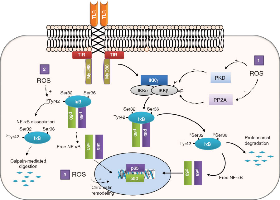 Figure 7 
              Positive regulation of NF-κB by oxidative stress.
              Upon TLR engagement, the IKK complex becomes phosphorylated and activated. Activated IKK in turn phosphorylates the inhibitor IκB on serine 32 and 36, targeting IκB to proteasomal degradation. Free NF-κB dimers (mainly p50/p65 heterodimers) can then freely translocate to the nucleus and activate target genes. ROS promote NF-κB activation at three distinct levels: (1) ROS enhance IKK phosphorylation by activating protein kinase D (PKD) or by inhibiting PP2A, the phosphatase responsible for IKK dephosphorylation. (2) ROS trigger the phosphorylation of tyrosine 42 within IκB, resulting either in its dissociation from the NF-κB dimer or its degradation by calpain-mediated digestion. (3) ROS can initiate various intranuclear changes inducing chromatin remodeling, which foster DNA binding of the NF-κB dimer.
            
