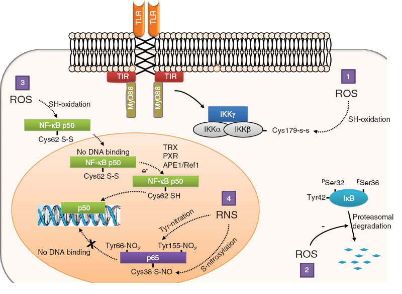 Figure 8 
              Negative regulation of NF-κB by oxidative stress.
              Oxidative stress can downregulate NF-κB signaling by acting at four distinct levels: (1) ROS oxidize cysteine 179 within IKKβ, preventing its phosphorylation and activation. (2) ROS inhibit the 26S proteasome, thereby preventing IκB degradation and release of free NF-κB. (3) Cytoplasmic ROS oxidize cysteine 62 within the p50 subunit of NF-κB. Oxidized p50 cannot bind to DNA. Binding is restored following reduction of oxidized p50 within the nucleus by the concerted actions of three antioxidant enzymes, thioredoxin (TRX), peroxiredoxin (PRX), and the DNA repair enzyme APE1/Ref1. 4. RNS can modify p65 by S-nitrosylation of cysteine 38, or by nitration of tyrosine 66 and tyrosine 155, preventing p65-DNA binding and favoring p65 nuclear export.
            