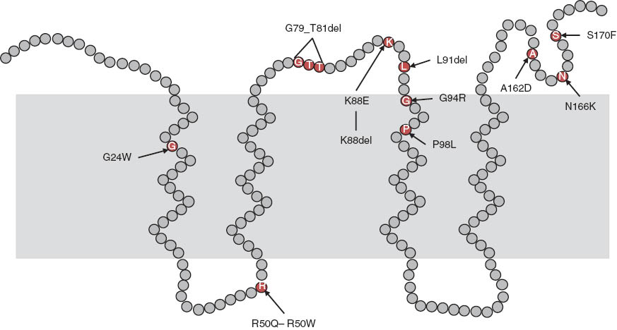 Figure 1 Model of the human MPV17 protein with point mutations and deletions leading to MDDS (data taken from El-Hattab et al., 2010).In analogy to the SYM 1 protein in Sacharomyces cerevisiae (Reinhold et al. 2012) the N-and C-terminus reach into the intermembrane space. The inner membrane is indicated by shading. A theoretical PKC phosphorylation site is on position 80.