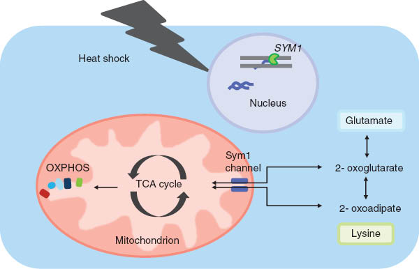 Figure 4 Stress-induced Sym1 channel permits bidirectional transport of metabolic intermediates across the inner mitochondrial membrane in Sacharomyces cerevisiae.The mechanism was proposed by Dallabona et al. (2010): Heat shock (arrow) induces Sym 1 expression. The Sym 1 channel is essential for transport of TCA cycle intermediates in and out of mitochondria at non permissive temperature. Sym 1 function can be bypassed by delivery of intermediates through other pathways (here oxoadipate and oxoglutarate can be transported by Odc 1, which when overexpressed, complements a missing Sym 1 function).