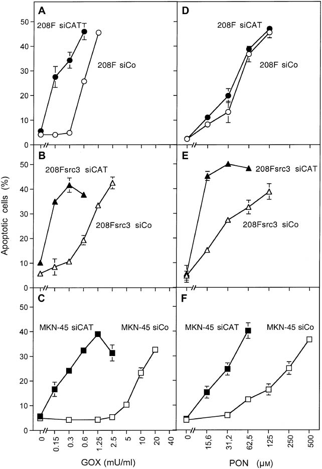 Figure 1: Differential effect of siRNA-mediated knockdown of catalase on the sensitivity of nontransformed, transformed, and tumor cells for apoptosis induction by H2O2 and peroxynitrite.Nontransformed rat fibroblasts 208F (A, D), src oncogene-transformed 208Fsrc3 cells (B, E), and human MKN-45 gastric carcinoma cells (C, F) were transfected with either 10 nm siCo or 10 nm siRNA directed against murine catalase (208F, 208Fsrc3 cells) or against human catalase (MKN-45). Twenty-four hours after transfection, the cells were seeded at a density of 6000 cells/100 μl assay and treated with increasing concentrations of H2O2-producing GOX (A–C) or peroxynitrite (D–F). (One unit of GOX is defined as producing 1 μmol H2O2/min at 35°C at a pH of 5.1 and optimal saturation of the medium with oxygen). Apoptosis induction was monitored in duplicate assays after 2 h. This experiment has been repeated twice. Statistical analysis: Apoptosis induction by GOX and peroxynitrite was highly significant for all three cell lines treated with siCo or siCAT (p<0.001). The shift between siCo- and siCAT-treated cells shown in A, B, C, E, and F was highly significant (p<0.001), whereas there was no significant shift in D.