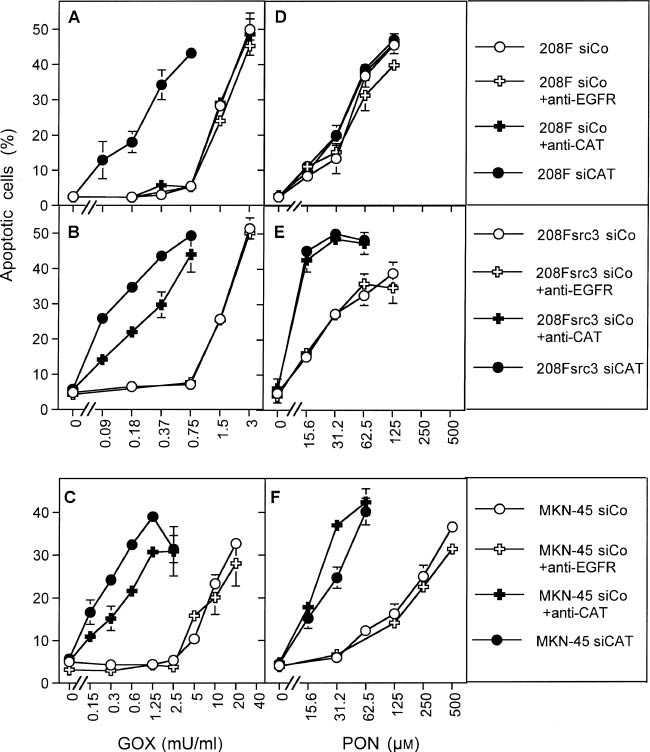 Figure 2: Differentiation between intracellular and extracellular membrane-associated catalase through siRNA-mediated knockdown of catalase and specific inhibitory antibodies directed against catalase.Nontransformed rat fibroblasts 208F (A, D), src oncogene-transformed 208Fsrc3 cells (B, E), and human MKN-45 gastric carcinoma cells (C, F) were transfected with either 10 nm siCo or siRNA directed against murine catalase (208F, 208Fsrc3 cells) or human catalase. Twenty-four hours after transfection, the cells were seeded at a density of 6000 cells/100 μl assay. In parallel assays, siCo-treated cells also received either 0.2 μg/ml neutralizing antibody directed against catalase (aCAT) or control antibody (aEGFR). The cells were incubated for 20 min at 37°C and were then treated with increasing concentrations of H2O2-producing GOX (A–C) or with peroxynitrite (D–F). (One unit of GOX is defined as producing 1 μmol H2O2/min at 35°C at a pH of 5.1 and optimal saturation of the medium with oxygen). Apoptosis induction was monitored in duplicate assays 2 h after addition of GOX or peroxynitrite. This experiment has been repeated twice. Statistical analysis: Apoptosis induction by GOX and peroxynitrite was highly significant for all three cell lines treated with siCo or siCAT (p<0.001). (A) The shift between siCo- and siCAT-treated cells was highly significant (p<0.001), whereas there was no significant difference among siCo, siCo+anti-EGFR, and siCo+anti-Cat cells. (B) The shift between siCo and siCAT or siCo+anti-CAT-treated cells and between siCAT and siCo+anti-CAT-treated cells was highly significant (p<0.001), whereas there was no significant difference between siCo- and siCo+anti-EGFR-treated cells. (C) The shift between siCo- and siCAT or siCo+anti-CAT-treated cells was highly significant (p<0.001). The difference between siCAT and siCo+anti-CAT-treated cells was significant (p<0.01), whereas there was no significant difference between siCo and siCo+anti-EGFR-treated cells. (D) There was no significant difference between the curves. (E) The shift between siCo and siCAT or siCo+anti-CAT-treated cells was highly significant (p<0.001). There was no significant difference between siCAT- and siCAT+anti-CAT-treated cells and between siCo and siCo+anti-EGFR-treated cells. (F) The shift between siCo and siCAT or siCo+anti-CAT-treated cells was highly significant (p<0.001). There was no significant difference between siCAT- and siCAT+anti-CAT-treated cells and between siCo and siCo+anti-EGFR-treated cells.