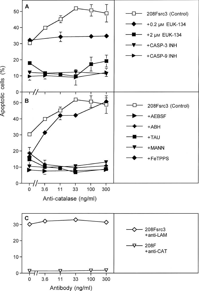 Figure 3: Neutralizing antibody against catalase enhances autocrine apoptosis-inducing ROS signaling of transformed cells and has an impact on the signaling quality.A total of 10 000 transformed 208Fsrc3 cells/100 μl in the presence of 20 ng/ml TGF-β1 were treated with the indicated concentrations of neutralizing antibody directed against catalase (A, B) or with irrelevant control antibody (anti-laminin) (C). For additional control, nontransformed 208F cells were treated with neutralizing antibodies against catalase and TGF-β1 (C). After 20 min of incubation, assays received either no further addition (control) or 0.2 or 2 μm of the catalase mimetic EUK-134, 50 μm caspase 3 inhibitor, 25 μm caspase 9 inhibitor (A), 100 μm of the NOX inhibitor AEBSF, 50 mm of the HOCl scavenger taurine, 25 μm of the peroxynitrite decomposition catalyst FeTPPS, 150 μm of the peroxidase inhibitor ABH, or 10 mm of the hydroxyl radical scavenger mannitol (B), as indicated. The percentage of apoptotic cells was determined in duplicate assays after 14 h. This experiment has been repeated twice and has also been performed with STHE fibroblasts and with IR-1 cells with an inducible RAS oncogene, confirming the extracellular location of catalase of transformed cells. Statistical analysis: The enhancing effect of 3.6 ng/ml anti-CAT on apopotosis induction in 208Fsrc3 cells was significant (p<0.01) and the effect of higher concentrations highly significant (p<0.001), while there was no significant effect of anti-laminin. Nontransformed cells did not show significant apoptosis induction. The effects of the inhibitors were highly significant (p<0.001). The site of action of inhibitors and scavengers and the details of intercellular apoptosis-inducing ROS signaling through the NO/peroxynitrite and the HOCl signaling pathway are demonstrated in the supplementary material (see Supplementary Figure 2).