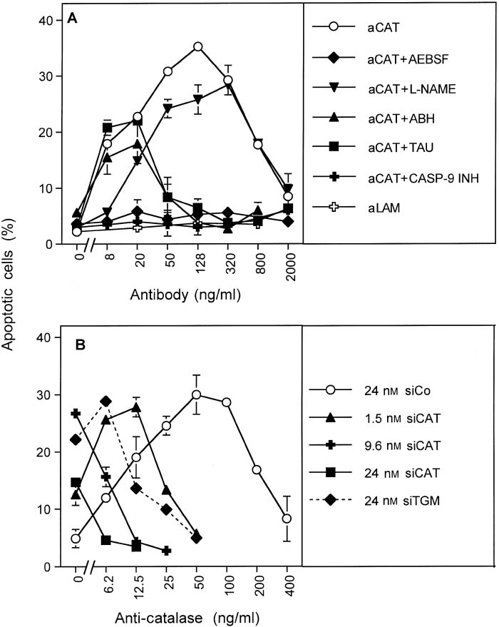 Figure 4: Neutralizing antibody against catalase sensitizes tumor cells for ROS-mediated apoptosis induction and cooperates additively with siRNA-mediated knockdown of catalase.(A) A total of 12 500/100 μl human gastric carcinoma cells MKN-45 received either no further addition or 100 μm of the NOX inhibitor AEBSF, 2.4 mm of the NOS inhibitor l-NAME, 150 μm of the mechanism-based peroxidase inhibitor 4-ABH, 50 mm of the HOCl scavenger taurine, or 25 μm of caspase 9 inhibitor. Increasing concentrations of neutralizing antibody against catalase (aCAT) or irrelevant antibody (anti-laminin, ‘aLAM’) were added. Apoptosis induction was monitored in duplicated assays after 5.5 h. This experiment has been repeated more than 20 times; in addition, analogous experiments with more than 50 different human tumor cell lines have been performed, leading to the consistent conclusion of protection of tumor cells against intercellular apoptosis-inducing ROS signaling by membrane-associated catalase. Neutralizing anti-CAT caused apoptosis induction in the mode of an optimum curve, defined by NO/peroxynitrite signaling in the lower concentration of antibodies and HOCl signaling in the higher concentration range. The supraoptimal decline of apoptosis induction at very high concentrations of aCAT is due to the consumption reaction (6) between HOCl and H2O2 shown in Supplementary Figure 2. Statistical analysis: Apoptosis induction mediated by anti-CAT, inhibition of apoptosis by AEBSF, and caspase 9 inhibitor were highly significant (p<0.001). Inhibition of apoptosis induction by l-NAME at low concentrations of antibody and by ABH and taurine at high concentrations were highly significant (p<0.001). (B) MKN-45 cells were transfected with 24 nm siCo or 1.5, 9.6, and 24 nm siRNA against human catalase. siCAT transfections were supplemented with siCo to reach a total concentration of 24 nm siRNA in all assays. In addition, cells were transfected with 24 nm siTGM. After 24-h incubation, the cells were reseeded at a density of 12 500 cells/assay, and increasing concentrations of neutralizing antibodies against catalase were added. Apoptosis induction was monitored after 5.5 h in duplicate assays. This experiment has been repeated twice. Statistical analysis: The shifts of the curves shown in panel (B) are highly significant (p<0.001). The mechanism of protection against intercellular apoptosis-inducing ROS signaling and details of intercellular apoptosis-inducing ROS signaling through the NO/peroxynitrite and the HOCl signaling pathway, including the use of specific inhibitors for the elucidation of signaling pathways, are demonstrated in the supplementary material (see Supplementary Figures 1–4).