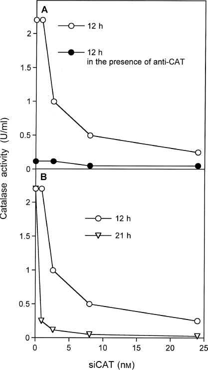 Figure 7: Quantitation of the specific functional knockdown of tumor cell catalase activity by siCAT.A total 300 000 MKN-45 cells/ml were transfected with the indicated concentrations of human siCAT supplemented with siCo (not directed against a target) to reach a final total concentration of siRNA of 24 nm. After 12 and 21 h, cells were centrifuged, washed with fresh medium, and reseeded at a density of 5000 cells/100 μl. Control IgG (monoclonal antibody directed toward laminin) or neutralizing monoclonal antibody directed against human catalase were added at a concentration of 0.2 μg/ml. After 15 min at 37°C, the cells were challenged with increasing concentrations of H2O2-generating GOX and apoptosis induction was monitored after 2 h in duplicate assays. (One unit of GOX is defined as producing 1 μmol H2O2/min at 35°C at a pH of 5.1 and optimal saturation of the medium with oxygen.) Apoptosis induction in response to the GOX concentration was plotted for the cells treated without siCAT and with increasing concentrations of siCAT (shown in Supplementary Figures 10 and 11). These plots allowed to determine the concentration of GOX whose apoptosis-mediating effect was neutralized by a given cell sample. A calibration curve that determined the concentrations of purified human catalase needed for neutralization of the effects of defined concentrations of GOX showed a strict linear response curve and was used to calculate the decrease in catalase activity in response to siCAT pretreatment. As shown in the figure, substantial functional knockdown, dependent on the concentration of siCAT, was already seen after 12 h for siCAT concentrations of 2.6 nm and higher and for all siCAT concentrations used (0.9–24 nm) at 21 h. As neutralizing antibody-directed human catalase completely abrogated catalase activity, whereas control antibody had no effect, the specific concentration- and time-dependent functional knockdown of human catalase is assured. Further controls related to this experiment are shown in the supplementary material (Supplementary Figures 10 and 11).