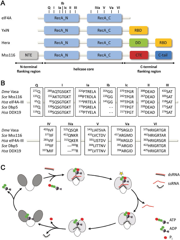 Figure 1: DEAD-box helicase architecture and unwinding mechanism.(A) Domain structure of DEAD-box helicases. The eukaryotic translation initiation factor eIF4A is a minimal DEAD-box helicase that consists of a helicase core only, formed by two RecA-like domains (RecA_N, RecA_C). The helicase core contains the conserved motifs Q, I, Ia, Ib, Ic, II, III, IV, IVa, V, Va and VI that mediate ATP binding and hydrolysis, RNA binding, and RNA unwinding. In most DEAD-box proteins, the helicase core is flanked by N- and/or C-terminal regions. In B. subtilis YxiN, the canonical helicase core is followed by an RNA binding domain (RBD). T. thermophilus Hera carries a C-terminal dimerization domain (DD) between the core and the RBD. In the S. cerevisiae splicing helicase Mss116, the helicase core is flanked by an unstructured NTE, and an α-helical CTE, followed by a basic C-tail. (B) Sequence and position of the conserved helicase motifs in the DEAD-box proteins discussed in this work. Dme: Drosophila melanogaster, Hsa: Homo sapiens, Sce: Saccharomyces cerevisiae. (C) Conformational changes in the catalytic cycle of the helicase core lead to RNA unwinding. ATP and RNA binding to the helicase core in an open conformation (dark gray) leads to closure of the cleft between the RecA domains and formation of the closed state of the helicase core (light gray). Cleft closure is coupled to RNA deformation and local duplex destabilization. Rearrangement leads to the formation of a hydrolysis- and unwinding-competent state (star), from which the first strand (red) of the RNA duplex dissociates. The helicase core remains in the closed state during ATP hydrolysis. Re-opening of the inter-domain cleft occurs upon phosphate release (red circle). The disruption of the RNA binding site formed by both RecA domains leads to release of the second strand of the duplex (black). After ADP release, the helicase core is ready for subsequent catalytic cycles. Modified after Harms et al. (2014) [Harms, U., Andreou, A.Z., Gubaev, A., and Klostermeier, D. (2014). eIF4B, eIF4G and RNA regulate eIF4A activity in translation initiation by modulating the eIF4A conformational cycle. Nucleic Acids Res. 42 (12), 7911–7922] with permission.