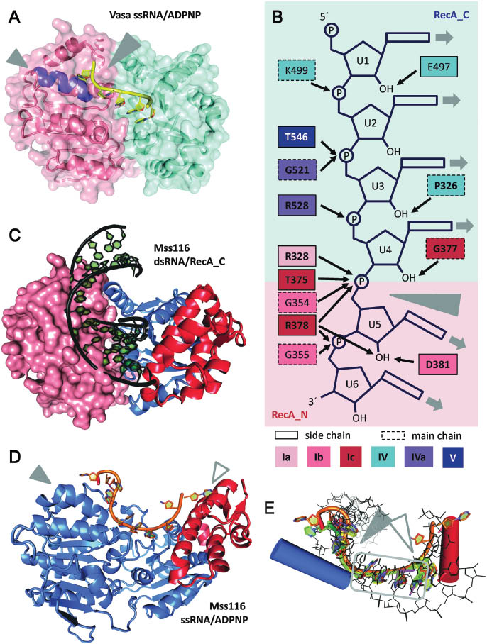 Figure 2: RNA binding to the helicase core.(A) Structure of the D. melanogaster DEAD-box helicase Vasa in complex with single-stranded RNA and ADPNP (Sengoku et al., 2006; PDB-ID 2db3). The helicase core adopts a closed conformation, with tight interactions between the two RecA domains (Rec_N: salmon, RecA_C: cyan). The bound RNA (yellow) is bent (large gray arrowhead) because of the steric hindrance with the ‘wedge’ helix (purple, small gray arrowhead). The interactions between Vasa and the RNA are detailed in panel B. (B) Schematic depiction of interactions between amino acids from conserved helicase motifs in Vasa and the central six nucleotides of the bound ssRNA. Amino acids are colored according to the corresponding conserved motifs in red (RecA_N) and blue hues (RecA_C). A dotted outline indicates main chain interactions, the other amino acids bind the RNA via side chain interactions. Conserved amino acids are shown in bold. The gray arrowhead marks the kink in the RNA caused by the ‘wedge’ helix. The uridine bases of the bound RNA are solvent accessible, and in principle available for base-pairing (gray arrows). (C) Structure of a Mss116 fragment comprising RecA_C (blue) and the CTE (red) in complex with a 14 bp dsRNA (black; Mallam et al., 2012; PDB-ID 4db2). The modeled position of a RecA_N domain (salmon) in the closed conformation is indicated in surface representation. The dsRNA and RecA_N in the closed helicase core overlap, indicating that structural rearrangements of the RNA have to occur upon closure of the helicase core. The same figure with a surface representation of RecA_C, colored according to the electrostatic potential, is shown in Supplementary Figure S1. (D) Structure of Mss116 (helicase core: blue, CTE: red) in complex with ssRNA (orange) and ADPNP (not shown; Mohr et al., 2011; PDB-ID 3i5). The RNA bound to Mss116 is kinked twice, once caused by the ‘wedge’ helix (filled arrowhead), and a second time because of steric hindrance with the CTE (open arrowhead). (E) Superposition of ssRNA (yellow: Vasa, PDB-ID 2db3; orange: Mss116, PDB-ID 3i5x; magenta: eIF4A-III, PDB-ID 3ex7; green: DDX19, PDB-ID 3g0h) and dsRNA (black, Mss116, PDB-ID 4db2) bound to DEAD-box helicase cores. The blue cylinder marks the position of the ‘wedge’ helix in RecA_N that causes a bend in the RNA backbone (filled arrowhead). The red cylinder indicates the position of the helix in the Mss116 CTE that causes the second kink (open arrowhead). The gray box highlights the four central nucleotides preceding the kink that are bound identically in all DEAD-box structures known to date.