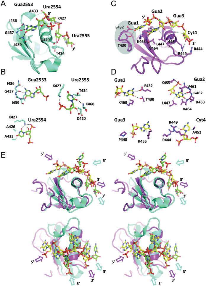 Figure 3: RNA binding to domains flanking the helicase core.(A) Structure of the B. subtilis YxiN RBD bound to the single-stranded region of hairpin 92 in 23S ribosomal RNA (Hardin et al., 2010; PDB-ID 3moj). The RNA lies across the first α-helix of the RRM (see also panel E). The RBD interacts with the nucleotides Gua2553, Ura2554 and Ura2555 that are located in the loop region of hairpin 92. The interaction pattern is consistent with binding to GYYX stretches. (B) Interactions of YxiN with the individual nucleotides of the loop in hairpin 92. Interactions of the RRM with other nucleotides of the bound RNA are shown in Supplementary Figure S2. (C) Structure of the T. thermophilus Hera RBD in complex with a 4mer GGGC RNA oligonucleotide (Steimer et al., 2013; PDB-ID 4i67). As in YxiN, the RNA straddles the first α-helix. The N-terminal subdomain (highlighted in gray) specific to Hera creates a guanine-specific binding pocket and contacts the first nucleotide, Gua1. Reprinted with permission from Steimer et al. (2013) [Steimer, L., Wurm, J.P., Linden, M.H., Rudolph, M.G., Wohnert, J., and Klostermeier, D. (2013). Recognition of two distinct elements in the RNA substrate by the RNA binding domain of the T. thermophilus DEAD box helicase Hera. Nucleic Acids Res. 41 (12), 6259–6272]. (D) Interactions of Hera with individual nucleotides. Gua1 and Gua2 are recognized base-specifically. The recognition pattern for Gua3 is also compatible with other bases in this position. At position 4, a uracil could be accommodated. The Hera RBD thus binds to GGXY sequences. Reprinted from from Steimer et al. (2013) with permission. (E) Superposition of the YxiN (cyan, RNA in green) and Hera (magenta, RNA in yellow) RBDs (stereo figure). In both RBDs, the bound RNA straddles the same α-helix. Owing to subtle differences in the RNA binding at the 5′- and 3′-ends, the RNA entering and emanating from the RBD follows different paths for both proteins, and may take different paths towards the helicase core (arrows; magenta: Hera, cyan: YxiN). Upper panels: front view, bottom panels: top view (relative to the depiction in panel A). Modified with permission from Steimer et al. (2013) [Steimer, L., Wurm, J.P., Linden, M.H., Rudolph, M.G., Wohnert, J., and Klostermeier, D. (2013). Recognition of two distinct elements in the RNA substrate by the RNA binding domain of the T. thermophilus DEAD box helicase Hera. Nucleic Acids Res. 41 (12), 6259–6272].