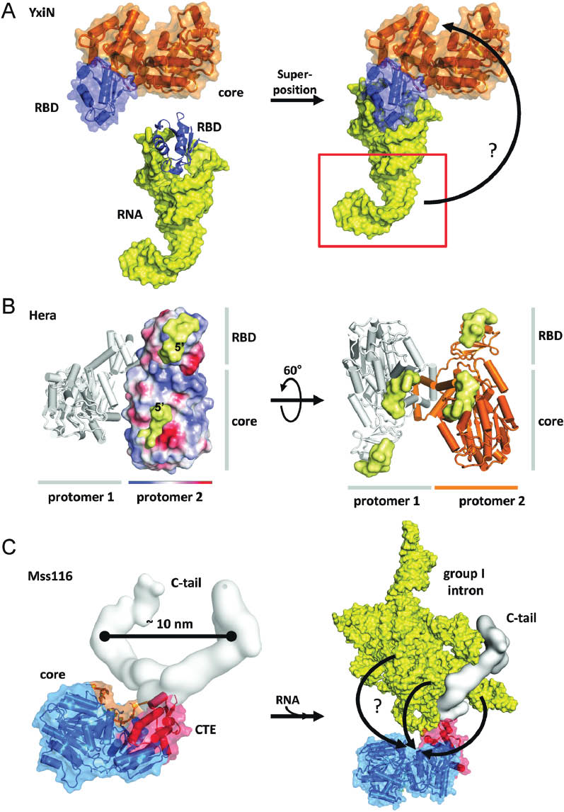 Figure 4: Binding of RNA to complete DEAD-box proteins.(A) Homology model of full-length YxiN bound to ribosomal RNA. Superposition (right) of a model for full-length YxiN (Karow and  Klostermeier, 2010) and the crystal structure of the RBD/RNA complex (Hardin et al., 2010; PDB-ID 3moj; left) on the RBD. The YxiN model was obtained by mapping the position of the RBD relative to the helicase core with distance restraints from smFRET (Karow and Klostermeier, 2010). The helix 91 that is unwound by YxiN using model RNA substrates, highlighted by the red box, is pointing away from the RNA binding site of the helicase core (arrow). (B) Model for the full-length Hera dimer (Klostermeier and Rudolph, 2009; Klostermeier, 2013), showing the RNA bound to the helicase core and to the RRM of the RBD (Steimer et al., 2013). The model was constructed from the structures comprised of RecA_C and the DD (Klostermeier and Rudolph, 2009; PDB-ID 3eas), RecA_C, the DD, and the RBD (Rudolph and Klostermeier, 2009; PDB-ID 3i32), the RBD in complex with RNA (Steimer et al., 2013; PDB-ID 4i67), and a homology model for the closed helicase core (RecA_N, RecA_C), using the Vasa structure in complex with RNA and ADPNP (Sengoku et al., 2006; PDB-ID 2db3) as a template. One protomer is shown in gray, the second is color-coded according to the electrostatic surface potential. The two RNA binding sites are connected by a positively charged patch, but the 5′-ends are facing towards each other, arguing against binding to a contiguous strand of RNA in larger substrates. The right panel shows the dimer rotated upwards around the horizontal axis by about 60°, with one protomer in gray, one in orange, and the bound RNA in yellow. The RNAs bound to the helicase cores of the dimer are facing towards each other, suggesting that the two cores might act concertedly on different regions of the same large RNA molecule. Reprinted from Klostermeier (2013) [Klostermeier, D. (2013). Rearranging RNA structures at 75°C? towards the molecular mechanism and physiological function of the Thermus thermophilus DEAD-box helicase hera. Biopolymers 99 (12), 1137–1146] with permission. (C) Model for RNA binding to Mss116. Left: the structure of Mss116, comprising the helicase core (blue), the CTE (red) and the basic C-tail (gray), as determined from SAXS studies (Mallam et al. 2012). Bound RNA is depicted in orange, according to its position in the crystal structure. The C-tail is flexible, and two alternative conformations are depicted to illustrate the conformational space covered relative to the helicase core. Right: model for a complex of Mss116, bound to the group I intron (yellow). The flexibility of the C-tail may allow for presentation of different regions of the large RNA substrate to the helicase core for unwinding (arrows). Modified after Mallam et al. (2011) [Mallam, A.L., Jarmoskaite, I., Tijerina, P., Del Campo, M., Seifert, S., Guo, L., Russell, R., and Lambowitz, A.M. (2011). Solution structures of DEAD-box RNA chaperones reveal conformational changes and nucleic acid tethering by a basic tail. Proc. Natl. Acad. Sci. USA 108, 12254–12259], reprinted with permission.