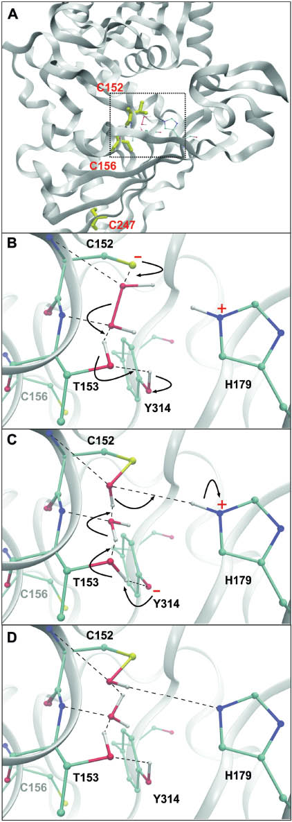 Figure 1 Structure of human GAPDH and reaction of active-site residues with H2O2.(A) GAPDH monomer (PDB entry 1U8F) with cysteine residues highlighted in yellow. (B) Forward directed proton relay leads to protonation of Tyr314 and water formation. (C) De-protonation of Tyr314 initiates the proton relay backward reaction. (D) Final state of the protonation cycle with water and sulfenic acid as reaction products.