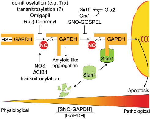 Figure 2 Induction of apoptosis upon nitrosylation of mammalian GAPDH.Siah-1 shuttles nitrosylated GAPDH into the nucleus in a NO-dependent manner and initiates apoptosis. GAPDH-mediated apoptosis is attenuated prior to binding to Siah-1 because of the action of denitrosylating enzymes or deprenyl derivatives. Furthermore, nitrosylated GOSPEL competes with Siah1 for SNO-GAPDH and prevents nuclear transfer. Sirt-1, which in turn is subjected to redox-modification by glutaredoxin 2, also prevents nuclear accumulation.