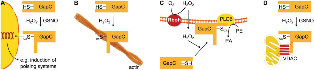 Figure 3 Localizations and moonlighting functions of plant GAPDH found to occur upon redox changes.(A) Oxidative cysteine modification initiates nuclear localization of GapC and its suggested function as a co-activator of gene expression. (B) Binding of oxidized GapC to actin filaments leading to actin bundling. (C) Plasma membrane binding of GapC and activation of phosphatidic acid (PA) signaling pathway inducing stomata closure. (D) Binding of GapC to VDAC altering VDAC properties and mitochondria localization.