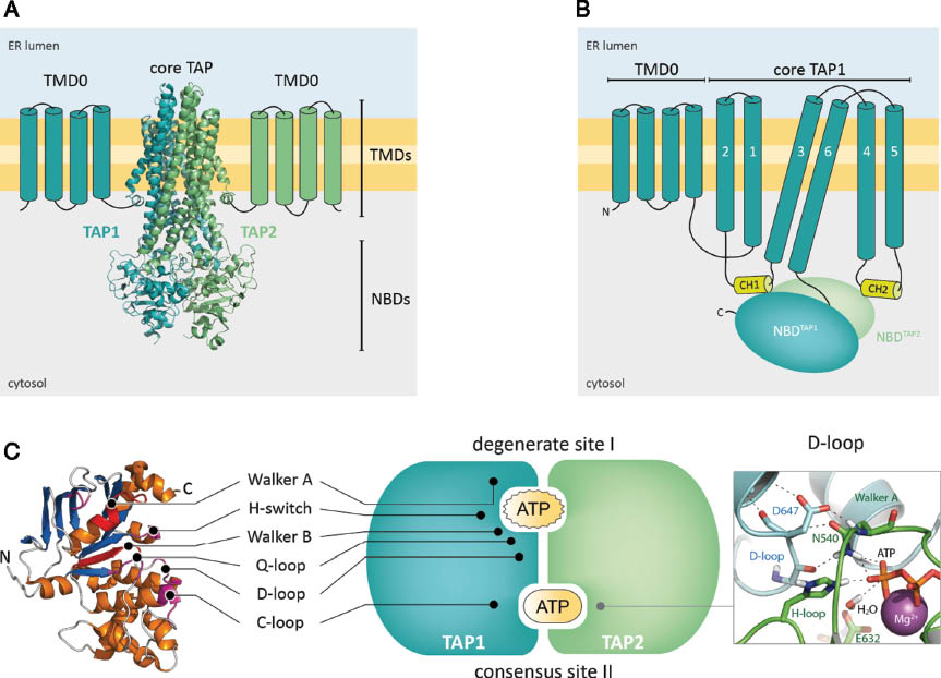 Figure 2: Structural organization of the antigen transport complex TAP.(A) TAP can be divided in the core complex, responsible for peptide binding and translocation, and two autonomous transmembrane domains (TMD0), contributing in the recruitment of the peptide-loading complex. The core complex is formed by coreTAP1 and coreTAP2, each composed of six transmembrane helices and a cytosolic nucleotide-binding domain (NBD). CoreTAP is modeled on the structure of Sav1866 (Dawson and Locher, 2006) and the TAP1-NBD dimer (Procko et al., 2006; Grossmann et al., 2014). (B) The transmembrane organization is schematically illustrated for TAP1. The TMD is interconnected via its two CH with the NBDs of TAP1 and TAP2 (CH1 in cis and trans; CH2 only in trans) allowing allosteric coupling of peptide binding, transport, and ATP hydrolysis [adopted from (Mayerhofer and Tampé, 2015)]. (C) The conserved NBDs constitute the motor domain for peptide transport and catalyze ATP hydrolysis at two asymmetric ATPase sites. Site II harbors consensus sequence motifs important for ATP binding and hydrolysis, including the D-loop, which is important for NBD dimerization and unidirectional substrate pumping. The enlarged NBD interface shows the electrostatic and hydrogen bond network between the D-loop aspartate and Walker A and B motifs of the opposite NBD. Key residues, ATP, and Mg2+ (sphere) are illustrated. The NBD of TAP1 lacks the conserved glutamate in the Walker B motif. All other important motifs are highlighted in the crystal structure of NBD1 (Procko et al., 2006) (adapted from Grossmann et al., 2014 and Seyffer and Tampé, 2015).